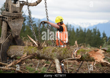 KUMARA, Nuova Zelanda, Settembre 20, 2017: un lavoratore forestale rimuove la catena da un registro ad un sito di registrazione nei pressi di Kumara, West Coast, Nuova Zelanda Foto Stock