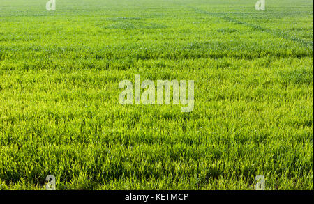 Erba verde sul campo Foto Stock