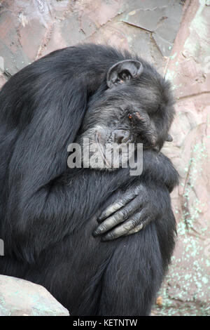 Ritratto di un triste di scimpanzé. close-up foto Foto Stock
