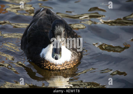 'Manky Mallard' - colorazione irregolare di Mallard duck Foto Stock