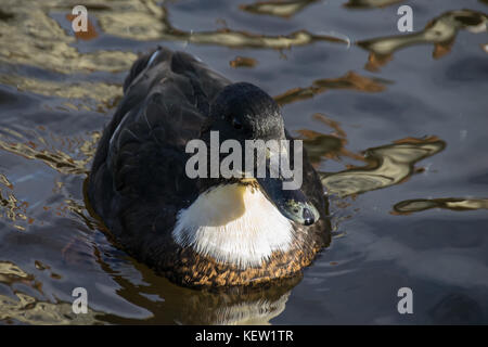 'Manky Mallard' - colorazione irregolare di Mallard duck Foto Stock