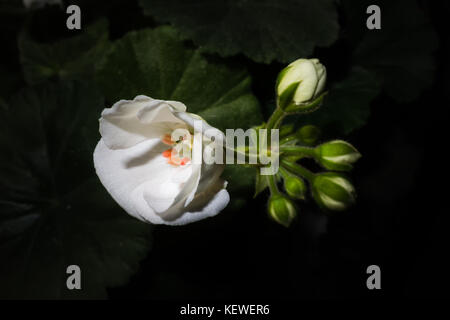 Ora il mio uno geranio fiorisce nella finestra . Foto Stock