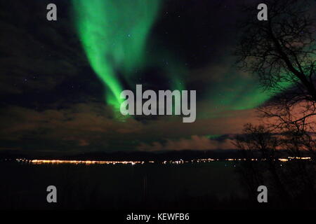 Luci del nord sopra gli alberi Foto Stock