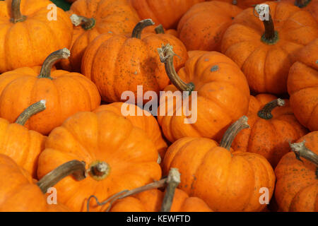 Zucche per vendita a Byward Market, Ottawa, Ontario, Canada Foto Stock