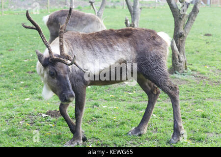 Allevamento di renne selvatiche in un campo Foto Stock