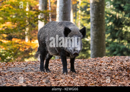 Il cinghiale (Sus scrofa) nella foresta di autunno durante la stagione di caccia Foto Stock