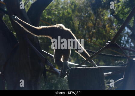 Madrid, Spagna. 23 Ott, 2017. una lar gibbone raffigurata nel suo involucro a zoo di Madrid. Il lar gibbone (hylobates lar), noto anche come il bianco-consegnato gibbone, è un primate in gibbone famiglia hylobatidae. Credito: martina kolozvaryova/Pacific press/alamy live news Foto Stock