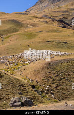 Mountain gli ovini e i caprini in Val de Tena a Formigal in spagnolo Pirenei, Spagna Foto Stock