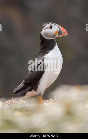 Atlantic puffin (fratercula arctica) in posa su una scogliera a isola skomer riserva naturale, Pembrokeshire, Galles. Foto Stock