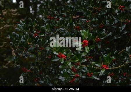 Un rosso e verde Berry Bush Foto Stock