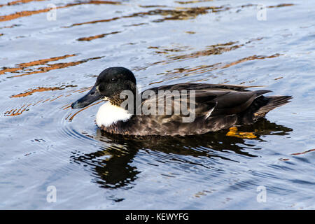 'Manky Mallard' - colorazione irregolare di Mallard duck Foto Stock