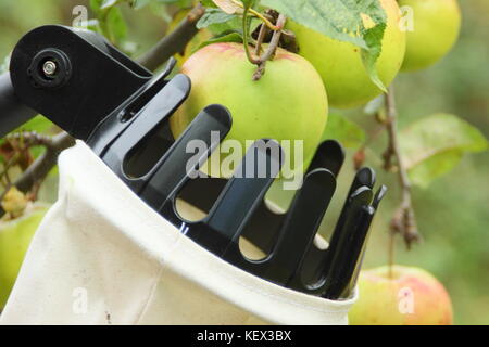 Inglese le mele vengono raccolte utilizzando una raccolta di frutta attrezzo in una comunità Apple orchard Day celebrazione in Sheffield, Yorkshire su una luminosa giornata autunnale REGNO UNITO Foto Stock