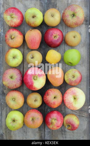 Appena raccolta mele inglese (malus domestica) compreso il nuovo e la varietà del patrimonio Pitmaston ananas, Adam's Pearmain e Worcester Pearmain REGNO UNITO Foto Stock