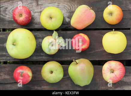 Inglese (mele malus domestica) comprese le varietà del patrimonio della duchessa preferito, Horsford prolifico, bellezza di Stoke e casa di caccia in autumm Orchard Foto Stock