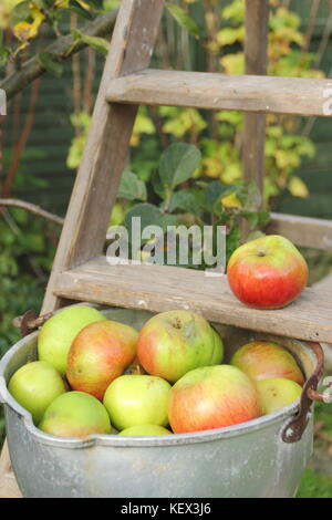 Inglese Bramley mele (malus domestica) raccolte da un albero in un giardino inglese sono visualizzate in una pentola di cottura su una scaletta di legno, REGNO UNITO Foto Stock