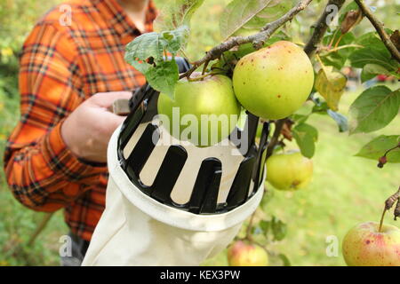 Inglese le mele vengono raccolte utilizzando una raccolta di frutta attrezzo in una comunità Apple orchard Day celebrazione in Sheffield, Yorkshire su una luminosa giornata autunnale REGNO UNITO Foto Stock