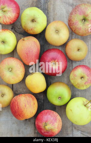 Appena raccolta mele inglese (malus domestica) comprese le varietà del patrimonio Pitmaston ananas, Worcester Pearmain e di agnello's Seedling, autunno REGNO UNITO Foto Stock