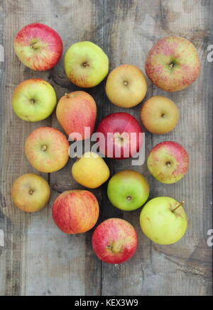 Appena raccolta mele inglese (malus domestica) comprese le varietà del patrimonio Pitmaston ananas, Worcester Pearmain e di agnello's Seedling, autunno REGNO UNITO Foto Stock