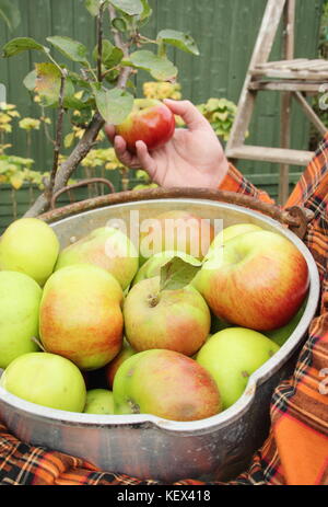 Bramley mele (Malus domestica Bramley's Seedling) sono raccolte da un albero in un giardino inglese da un maschio di giardiniere in autunno (ottobre) Foto Stock