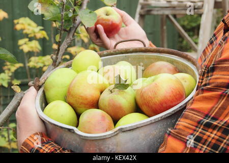 Bramley mele (Malus domestica Bramley's Seedling) sono raccolte da un albero in un giardino inglese da un maschio di giardiniere in autunno (ottobre) Foto Stock