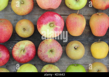 Appena raccolta mele inglese (malus domestica) compreso il nuovo e la varietà del patrimonio Pitmaston ananas, Adam's Pearmain e Worcester Pearmain REGNO UNITO Foto Stock