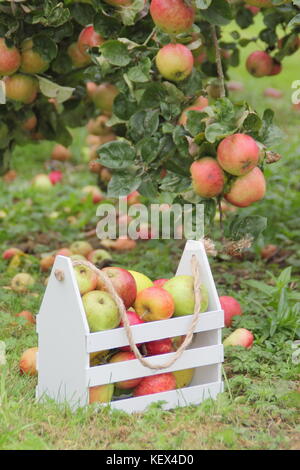 Raccolto di mele; mele tradizionali tra cui Duchess's Favourite, Bascombe Mystery e Hunt House in un frutteto inglese all'inizio dell'autunno Foto Stock