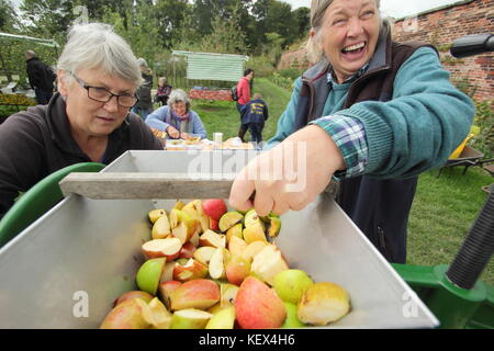 Mele cascata in una pressa per essere trasformata in succhi da volontari a una comunità Apple Day celebrazione in un frutteto in inglese su una luminosa giornata autunnale, REGNO UNITO Foto Stock