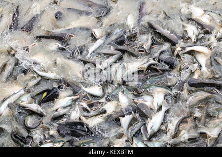 Molti pesci diversi concorrenti per il cibo nel fiume. pesci saltare in acqua per il cibo nel fiume Chao Phraya bangkok, Tailandia. Foto Stock
