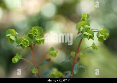 Euphorbia amygdaloides Foto Stock