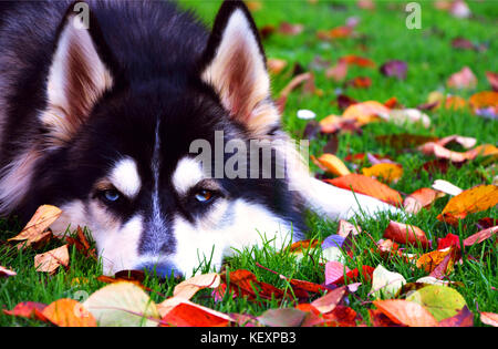 Siberian Husky con bellissimi occhi azzurri, su di un prato in autunno, fissando alla fotocamera Foto Stock
