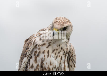 Gyr bianco a crag grotta display falconeria Foto Stock