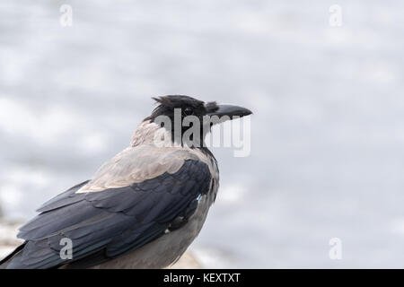 Cornacchia mantellata di Muckross House Foto Stock