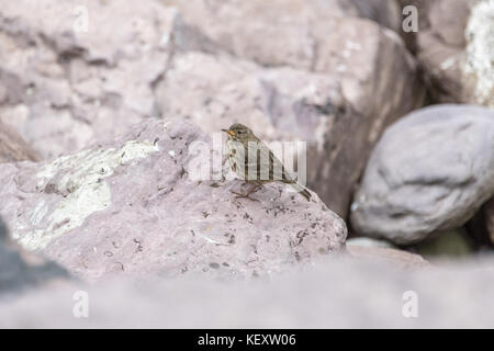 I capretti rock pipit in Irlanda Foto Stock