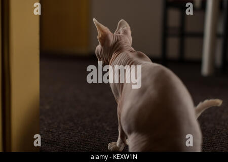 Un simpatico glabre Sphinx cat sulla caccia Foto Stock