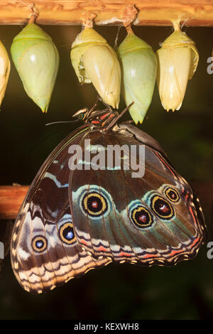 La parte inferiore di un blu Morpho butterfly, Morpho peleides, mostrando eyespots prominente Foto Stock