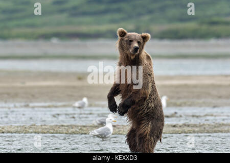 Un orso bruno sub-adulto si alza per una migliore visualizzazione durante la ricerca per il salmone nella laguna inferiore al mcneil river state game santuario sulla penisola di Kenai, Alaska. il sito remoto è accessibile solo con un permesso speciale ed è il più grande del mondo di popolazione stagionale di orsi bruni nel loro ambiente naturale. Foto Stock