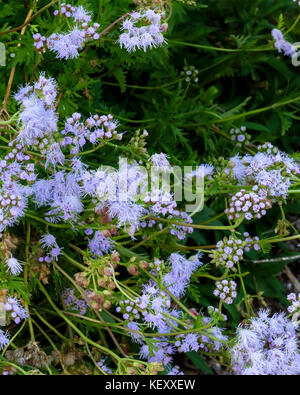 Blu, Mistflower Conoclinium coelestinum, crescendo in un giardino pubblico nella città di Oklahoma, Oklahoma, Stati Uniti d'America. Foto Stock