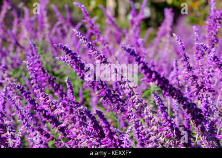 Guglia blu russo Salvia, Perovskia atriplicifolia cresce in Oklahoma City, Oklahoma, Stati Uniti d'America. Foto Stock