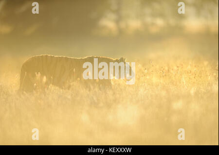 Tigre Siberiana in erba gialla su alba Foto Stock