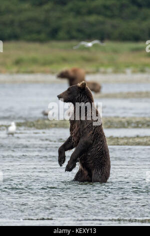 Un orso bruno sub-adulto si alza per una migliore visualizzazione durante la ricerca per il salmone nella laguna inferiore al mcneil river state game santuario sulla penisola di Kenai, Alaska. il sito remoto è accessibile solo con un permesso speciale ed è il più grande del mondo di popolazione stagionale di orsi bruni nel loro ambiente naturale. Foto Stock