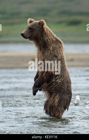 Un orso bruno sub-adulto si alza per una migliore visualizzazione durante la ricerca per il salmone nella laguna inferiore al mcneil river state game santuario sulla penisola di Kenai, Alaska. il sito remoto è accessibile solo con un permesso speciale ed è il più grande del mondo di popolazione stagionale di orsi bruni nel loro ambiente naturale. Foto Stock