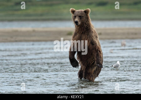 Un orso bruno sub-adulto si alza per una migliore visualizzazione durante la ricerca per il salmone nella laguna inferiore al mcneil river state game santuario sulla penisola di Kenai, Alaska. il sito remoto è accessibile solo con un permesso speciale ed è il più grande del mondo di popolazione stagionale di orsi bruni nel loro ambiente naturale. Foto Stock