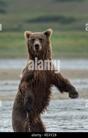 Un orso bruno sub-adulto si alza per una migliore visualizzazione durante la ricerca per il salmone nella laguna inferiore al mcneil river state game santuario sulla penisola di Kenai, Alaska. il sito remoto è accessibile solo con un permesso speciale ed è il più grande del mondo di popolazione stagionale di orsi bruni nel loro ambiente naturale. Foto Stock