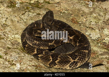 Una fase di nero timber rattlesnake crogiolarvi al sole su una roccia. Foto Stock