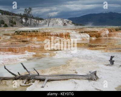 Mammoth Hot Springs, il Parco Nazionale di Yellowstone, Wyoming Foto Stock