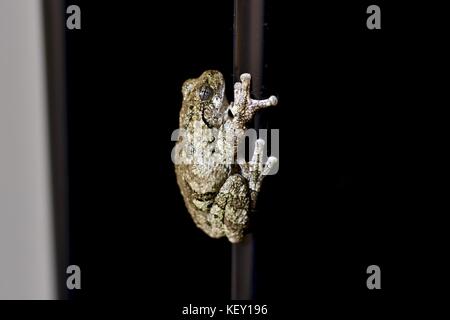 Rana grigia (Hyla versicolor) sul portico posteriore di notte Foto Stock