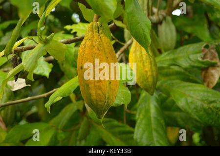 Baccelli di cacao su una pianta di cacao Foto Stock