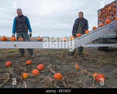 Due uomini Raccolta zucche arancione sul campo nella provincia di Groningen nei Paesi Bassi Foto Stock