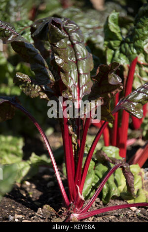 Foglie mature di bietole in un giardino di cucina Foto Stock