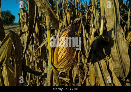 Mais campo pronto per la mietitura in tarda giornata golden sun di una luminosa e soleggiata giornata di ottobre. Foto Stock